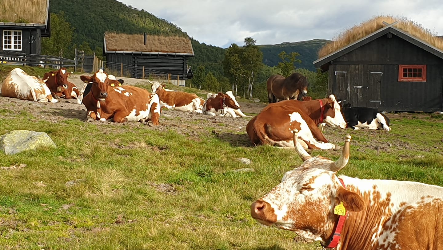 SETERLIV: På Kråkeroe-staulen beiter kyrne på saftig fjellgras. Foto: Kråkeroe-staulen