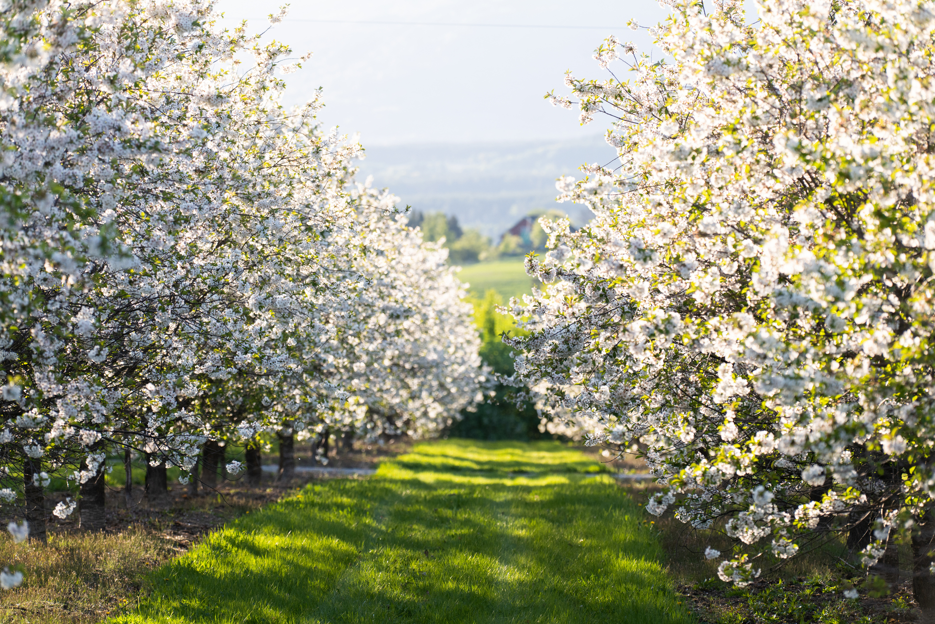 Blomstrende_frukttrar_i_fruktbygda_VS_03566_Foto_Kasper_M._de_Thurah