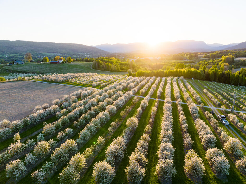 Blomstrende_frukttrar_i_fruktbygda_VS_03567_Foto_Kasper_M._de_Thurah