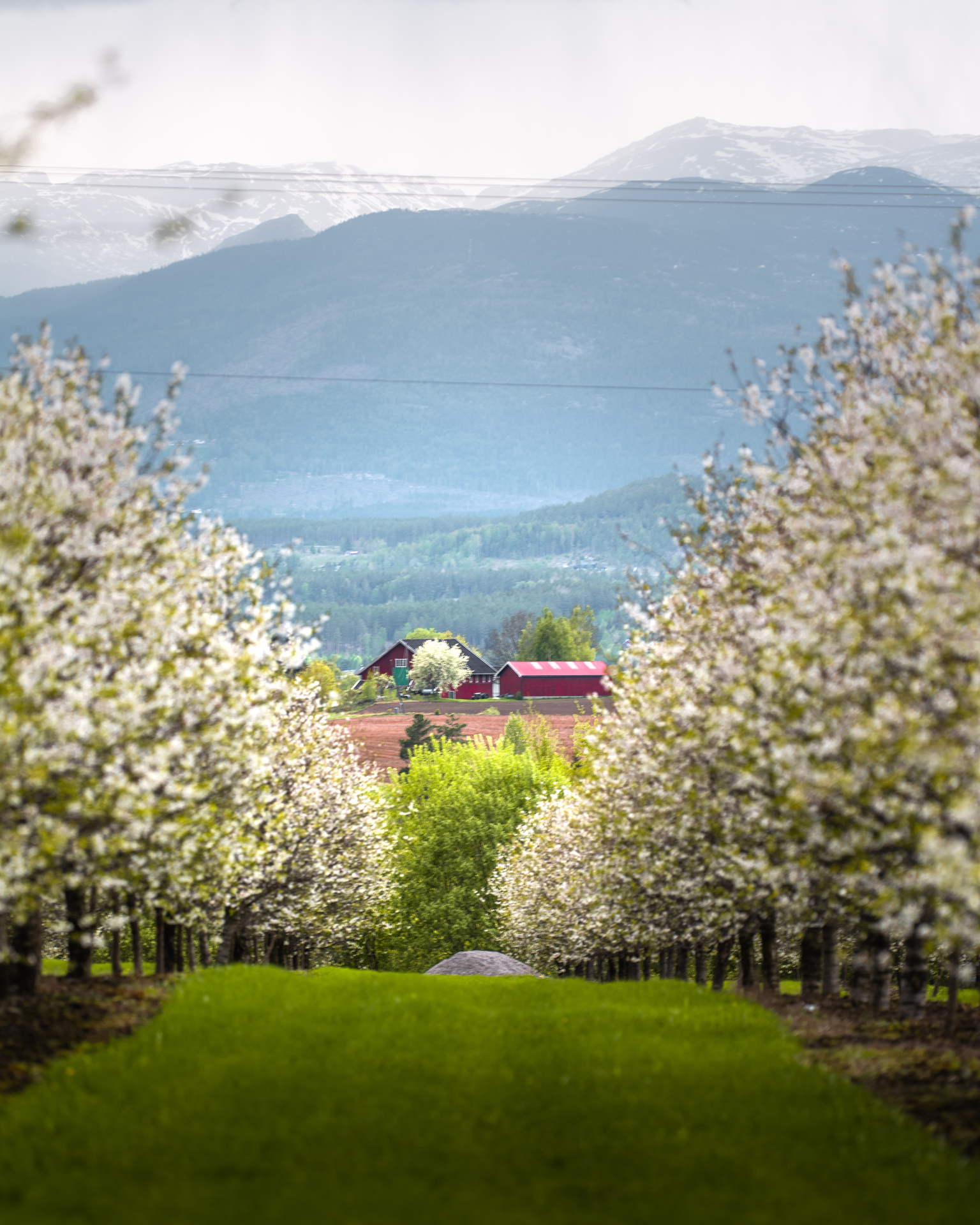 Blomstrende_frukttrar_i_fruktbygda_VS_03570_Foto_Kasper_M._de_Thurah