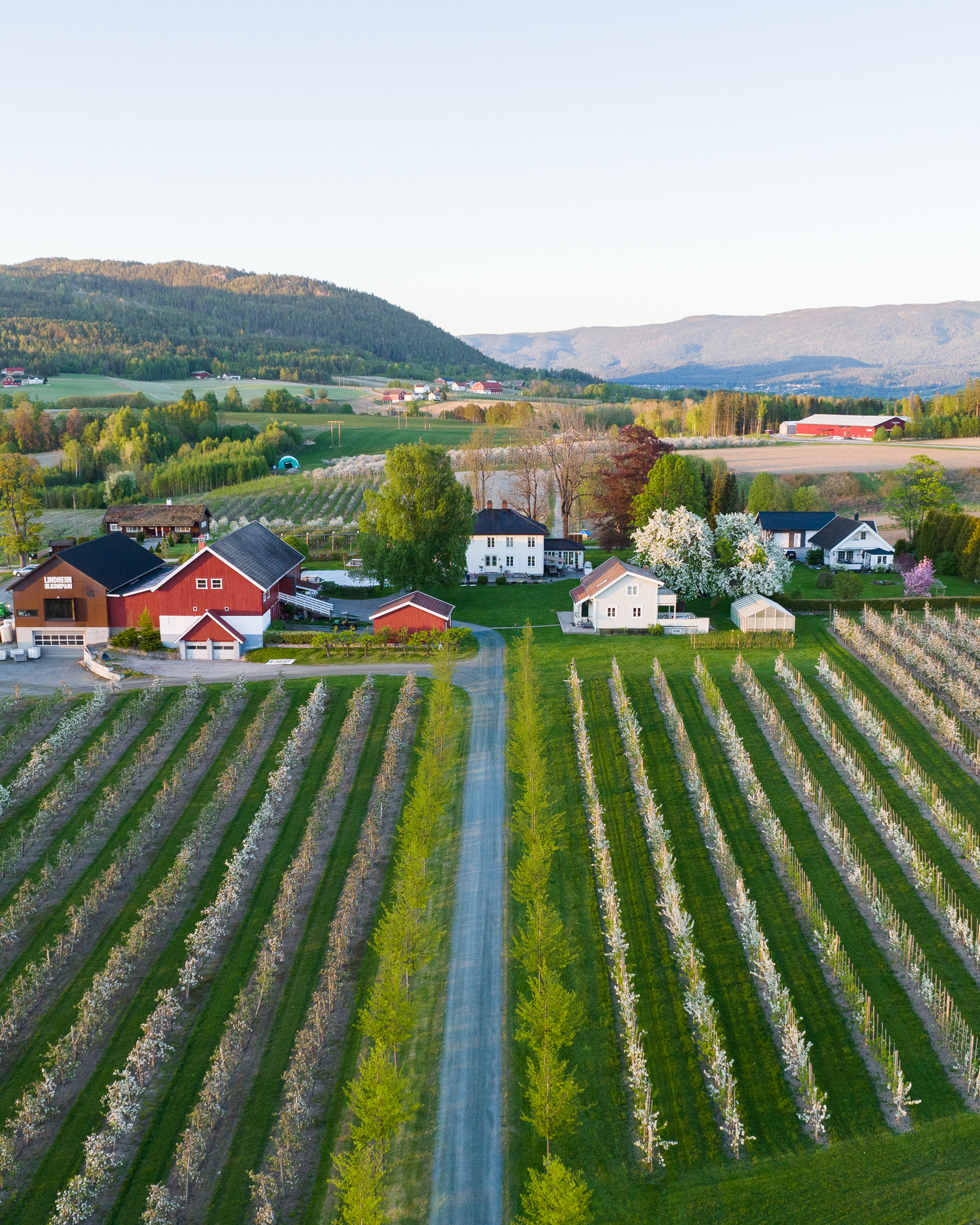 Fruktbygda_om_varen_med_blomstrende_frukttrar_VS_03578_Foto_Kasper_M._de_Thurah