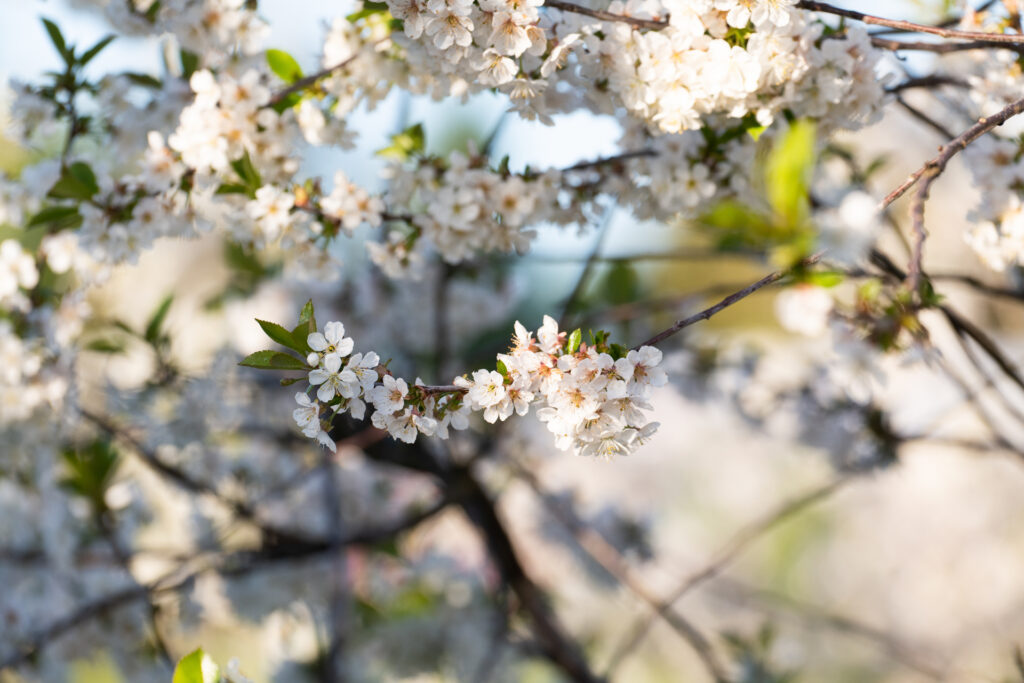 blomstrende_kirsebartre_pa_fruktbygda_VS_03582_Foto_Kasper_M._de_Thurah