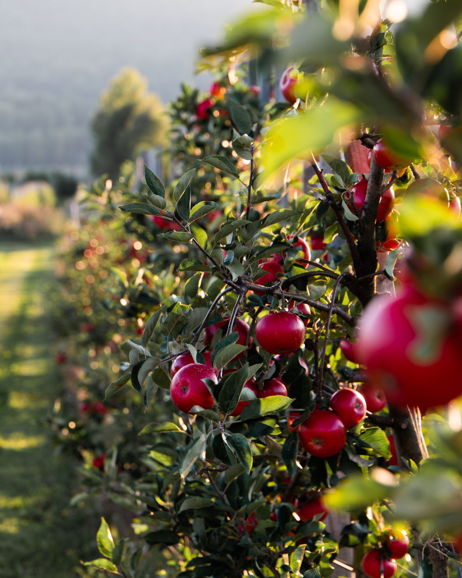 epler_pa_trarne_i_fruktbygda_VS_03585_Foto_Kasper_M._de_Thurah