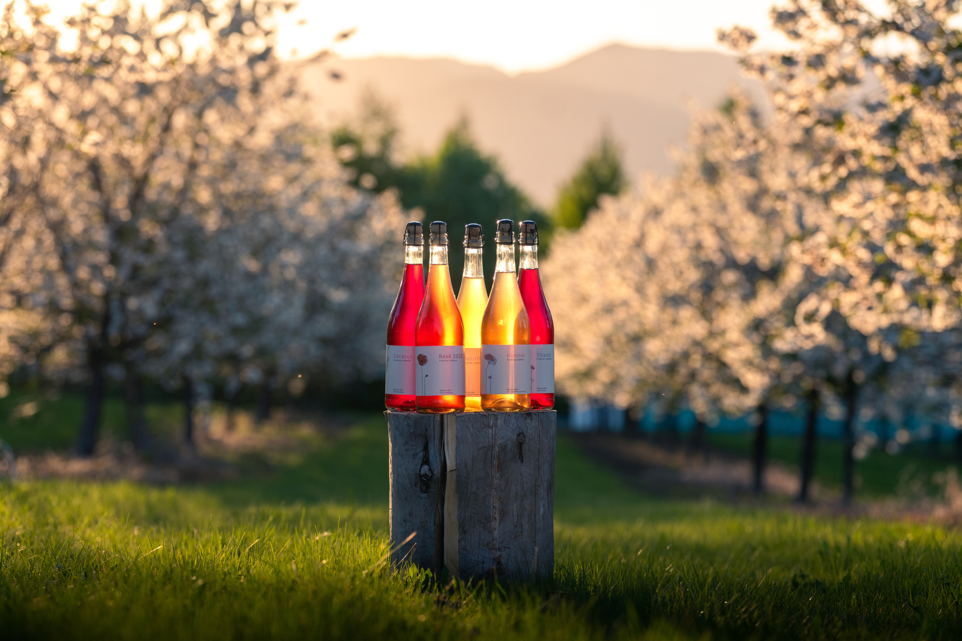 flasker_med_cider_star_pa_en_stubbe_mellom_blomstrende_frukttrar_VS_03581_Foto_Kasper_M._de_Thurah