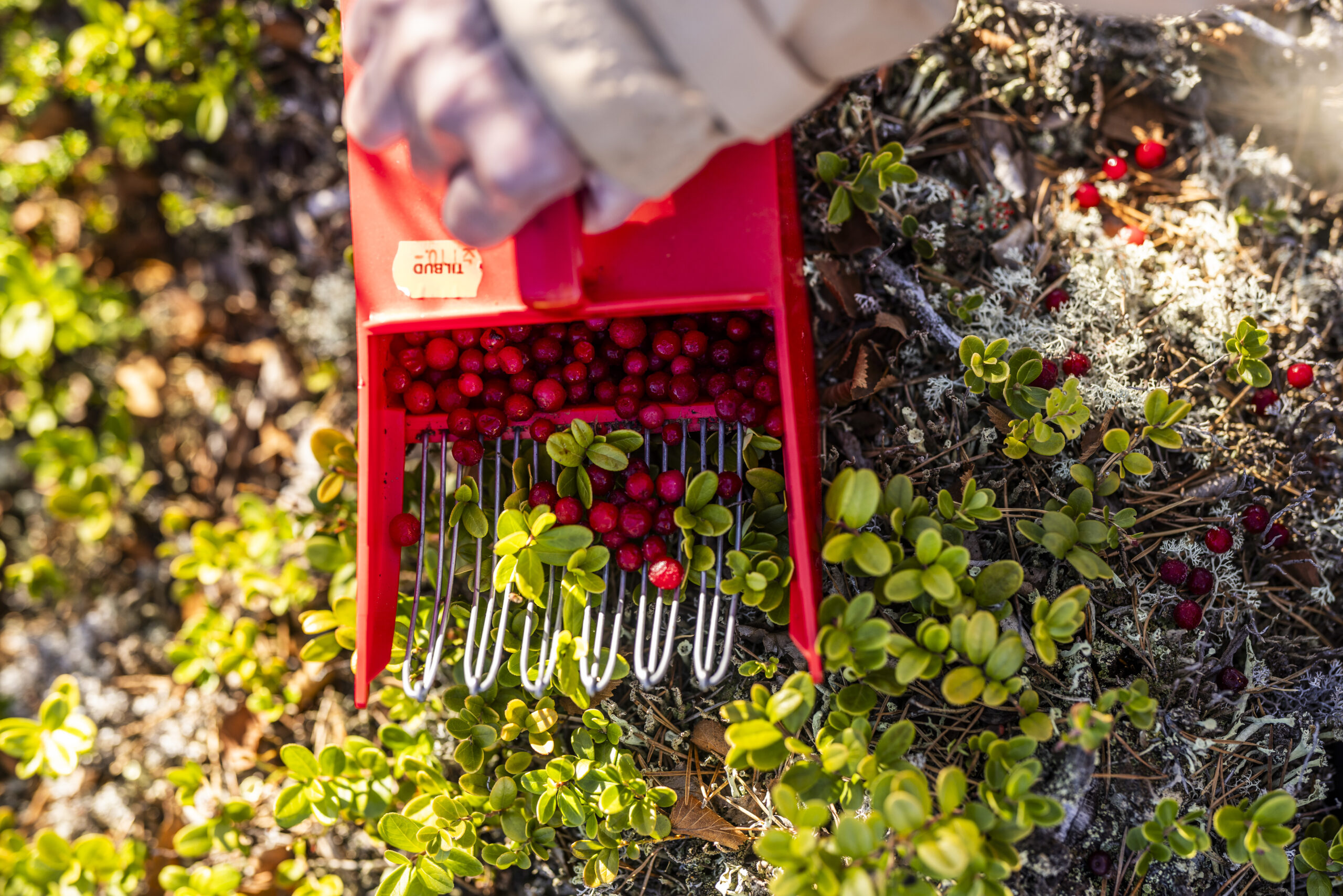 Vrådal_RAISFOTO_C2__4120, Tyttebærplukker, flotte farger