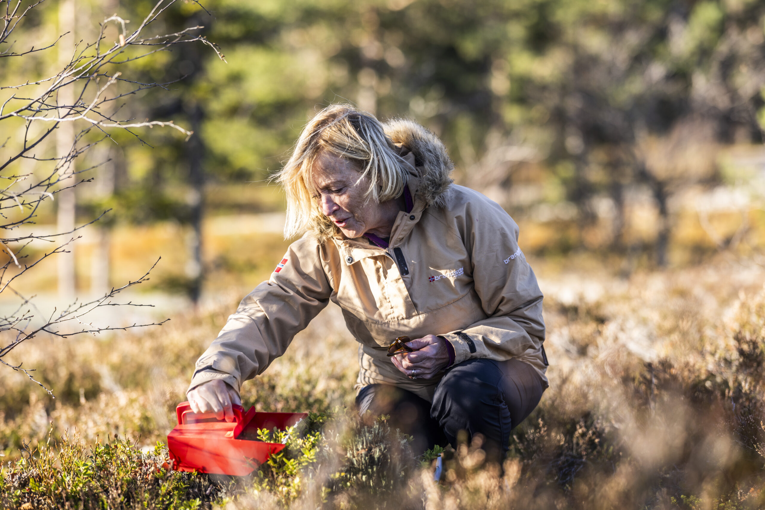 Vrådal_RAISFOTO_C2__4136, bærplukking, dame, høst skog