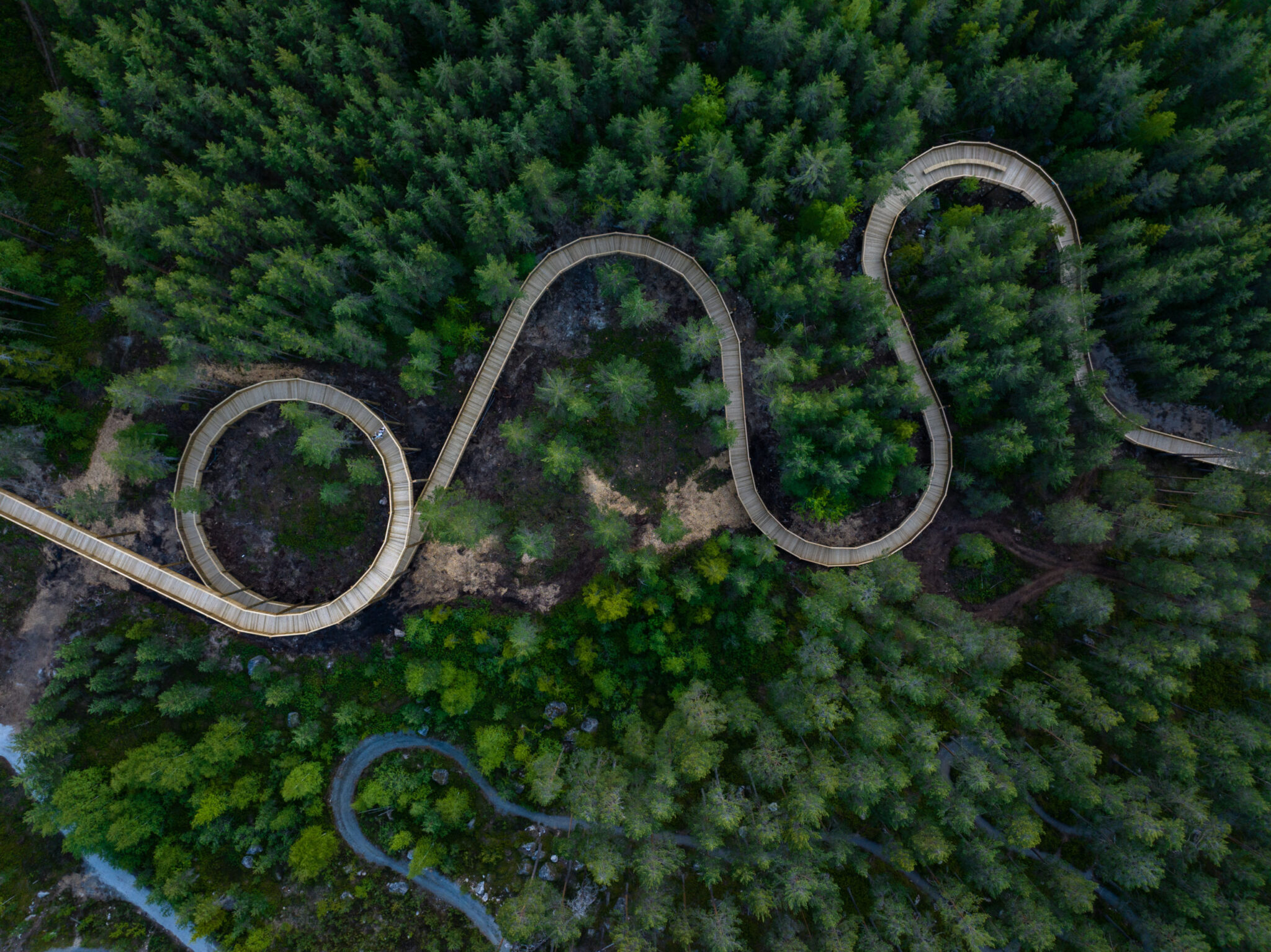 Aerial view of a winding wooden boardwalk cutting through a dense evergreen forest.